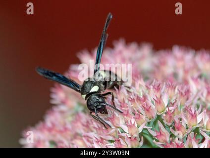 Nahaufnahme einer weiß gestreiften schwarzen masonwespe, die Nektar auf einer rosa Sedumpflanze trinkt. Stockfoto