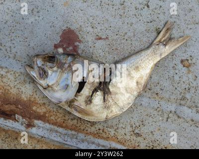 Atlantische Menhaden (Brevoortia tyrannus) Actinopterygii Stockfoto