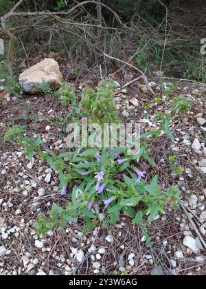 Sibirische Bellflower (Campanula sibirica) Plantae Stockfoto