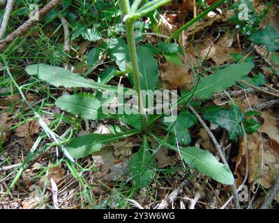 Sibirische Bellflower (Campanula sibirica) Plantae Stockfoto