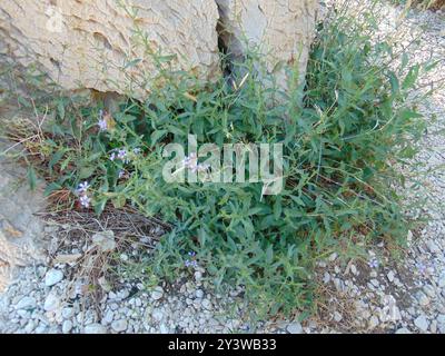 Gemein Bleikraut (Plumbago europaea) Plantae Stockfoto