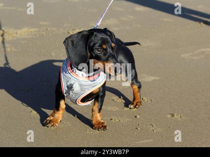 Schwarz-brauner Dackelhund in einem Gurtzeug, der an einem Sandstrand steht Stockfoto