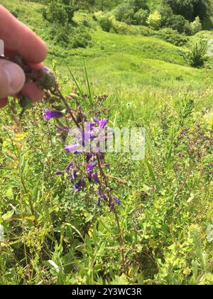 Sibirische Bellflower (Campanula sibirica) Plantae Stockfoto