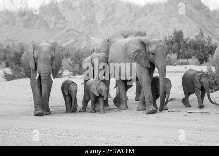 Wüstenadaptierte(n) Elefanten (Loxodonta africana) in Namibia, Afrika Stockfoto