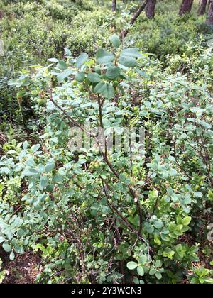 MoorHeidelbeere (Vaccinium uliginosum) Plantae Stockfoto