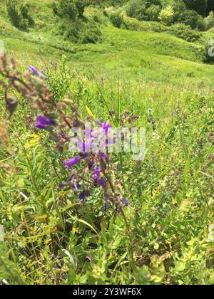 Sibirische Bellflower (Campanula sibirica) Plantae Stockfoto