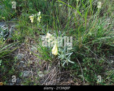 Haarige Goldene Tropfenplantae (Onosma echioides) Stockfoto