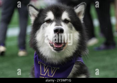 Seattle, Usa. September 2024. Das Washington Huskies Maskottchen Dubs tritt am 14. September 2024 beim Apple Cup 2024 zwischen den Washington Huskies und den Washington State Cougars im Lumen Field in Seattle, Washington, auf. (Foto Nate Koppelman/SIPA USA) Credit: SIPA USA/Alamy Live News Stockfoto