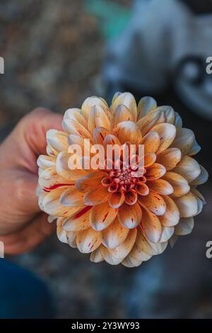 Eine Männerhand hält eine wunderschöne pfirsichrosa Dahlienblume Stockfoto