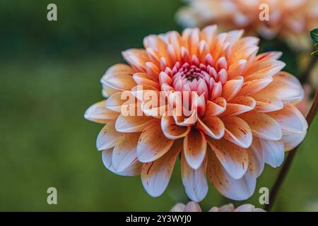 Nahaufnahme wunderschöne Pfirsichdahlien, die in einem sonnigen Garten blühen Stockfoto