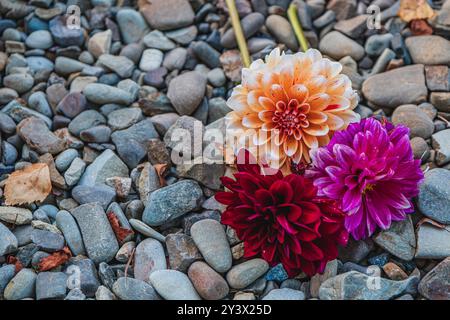 Pfirsichfarbene, lila, rote Samtdahlien liegen auf Steinen, Kopierraum Stockfoto