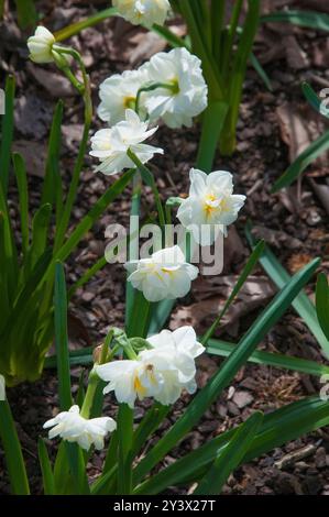 Frühlingsblumen blühen in den Fitzroy Gardens, Melbourne, Australien, September 2024 Stockfoto