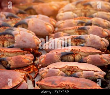 Krabben, die frisch hintereinander auf Eis gefangen werden, beim Fischhändler auf dem Markt. Die braune Krabbe, ein Krebstier, ist bekannt als eine gute Quelle für Omega-3-Fettsäuren und Zink Stockfoto