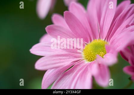 Nahaufnahme von hellrosa Gerbera-Gänseblümchen im Garten, beliebte blühende Pflanze mit lebhaften Blüten im selektiven Fokus mit verschwommenem Hintergrund und Stockfoto