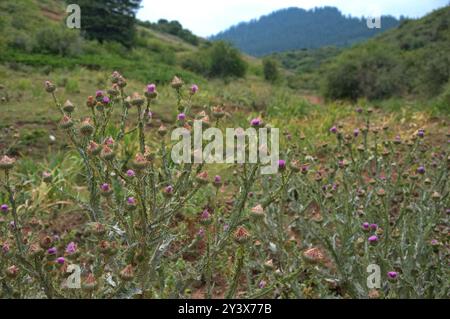 Klette auf einem Feld in Zentralasien Stockfoto