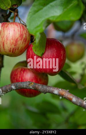 Eine Gruppe von vier Honeycrisp-Äpfeln, die an einem Apfelbaum hängen, mit Blättern und einem Zweig. Stockfoto