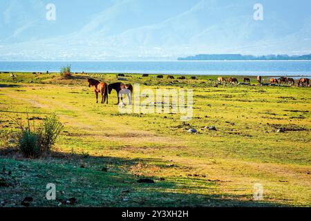 Eine Pferdeherde weidet friedlich am grasbewachsenen Ufer des Kerkini-Sees, Griechenland, mit dem See und den fernen Bergen im Hintergrund. Stockfoto