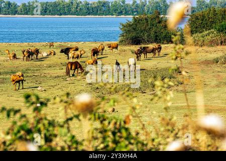 Eine gemischte Herde von Kühen und Pferden weidet friedlich am grasbewachsenen Ufer des Lake Kerkini, Griechenland, mit dem See und üppigem Grün im Hintergrund. Stockfoto