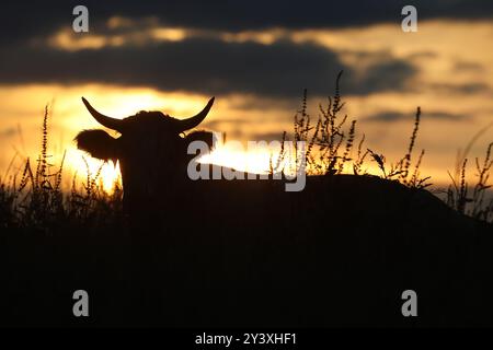 Unlingen, Deutschland. September 2024. Eine Kuh liegt auf einer Wiese, während die Sonne im Hintergrund aufgeht. Autor: Thomas Warnack/dpa/Alamy Live News Stockfoto