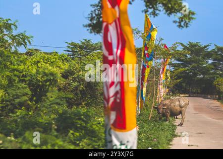 Wasserbüffel, bekannt als Bubalus bubalis, isst Gras an einer befahrenen Straße in Indonesien. Büffel genießt Gras in der Nähe der Straße auf einem sehr Su Stockfoto