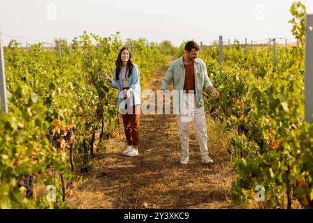 In einem pulsierenden Weinberg sammeln zwei Freunde freudig Trauben, umgeben von üppigen grünen Reben unter der hellen Herbstsonne, um die Ernte se zu genießen Stockfoto