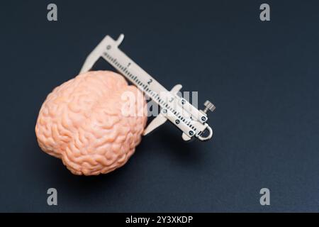 Hirn-Modell in Pastellfarbe exakt mit einem Messschieber für pädagogische, wissenschaftliche Zwecke gemessen. Stockfoto