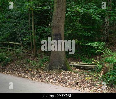 Das Nazi-Hakenkreuz, das am 8. September auf einer ruhigen Landstraße in Alwoodly North Leeds auf einem Baum gemalt wurde, ist am folgenden Tag gemalt. GUTSCHRIFT ERFORDERLICH Stockfoto