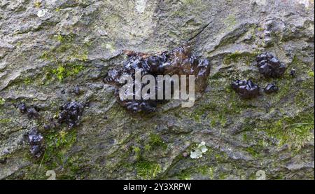 Hexenbutter - Exidia glandulosa Stockfoto