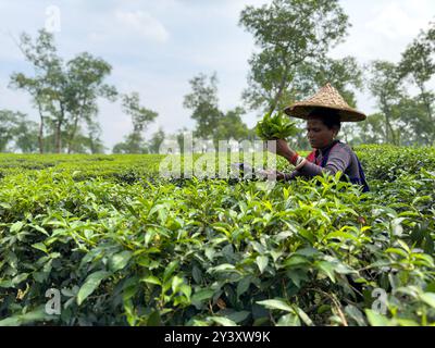 Malerische ländliche Landschaft von Bangladesch mit zwei Fischtrawlern, die geerntete Fische transportieren. Traditionelle Wirtschaft und Lebensunterhalt der Fischer-1 Stockfoto