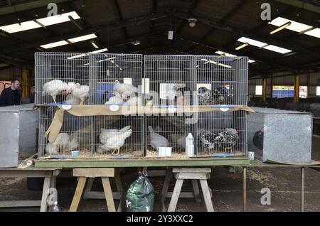 Vögel auf dem Stockyard Livestock Market in Melton Mowbray in Leicestershire. Stockfoto