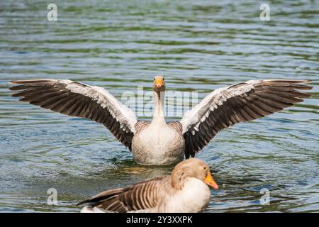 Eine Graugans mit ausgebreiteten Flügeln auf einem Teich. Stockfoto