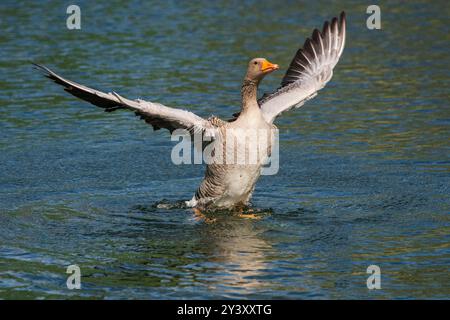 Eine Graugans mit ausgebreiteten Flügeln auf einem Teich. Stockfoto