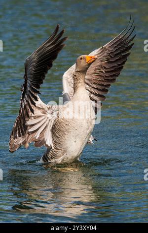 Eine Graugans mit ausgebreiteten Flügeln auf einem Teich. Stockfoto