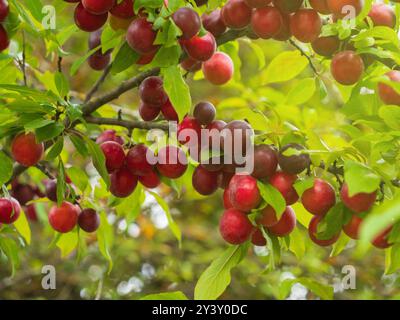 Zweige gefüllt mit Reifen Kirschpflaumen, die unter dem warmen Sonnenlicht leuchten und eine üppige Ernte zeigen, die bereit ist, zu ernten. Stockfoto