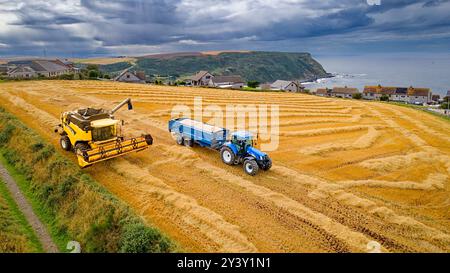 Mähdrescher Gardenstown Aberdeenshire Scotland Harvester im Spätsommer und blauer Anhänger voller Getreide Stockfoto