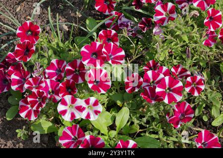 Zweifarbige Blüten von roten und weißen Petunien im Sonnenlicht Stockfoto