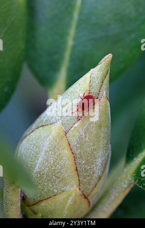 Blick von der Spitze einer roten Samtmilbe auf eine grüne Rhododendronknospe Stockfoto