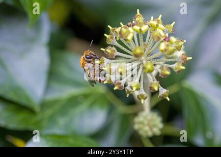 Nahaufnahme einer Cellophanbiene auf einer Efeublüte auf der Suche nach Nektar Stockfoto