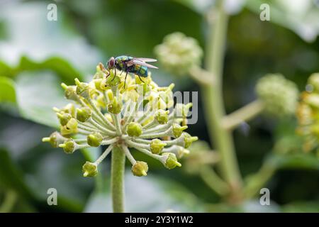 Nahaufnahme einer gewöhnlichen grünen Flaschenfliege, die auf einer Efeublüte nach Nektar sucht Stockfoto