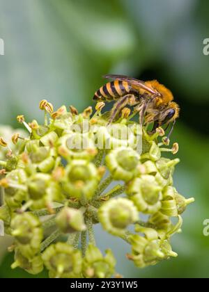 Nahaufnahme einer Cellophanbiene auf einer Efeublüte auf der Suche nach Nektar Stockfoto