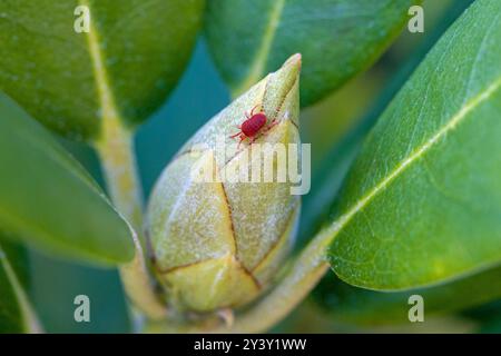 Blick von der Spitze einer roten Samtmilbe auf eine grüne Rhododendronknospe Stockfoto