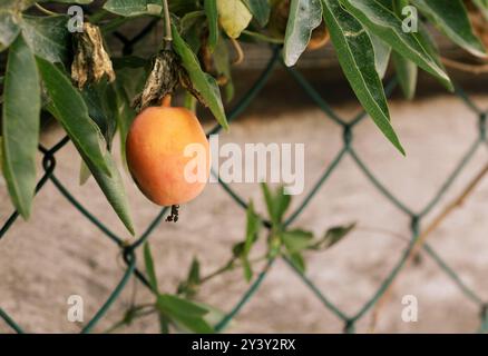 Passionsblume Passiflora Maracuja mit Frucht auf einem Zweig Stockfoto