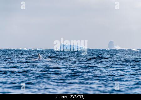 Nahaufnahme der seitlichen Flosse eines schlafenden Buckelwals Megaptera novaeangliae vor dem Hintergrund eines riesigen Tafeleisbergs, nahe Graham Passage und Charlotte Bay auf der Antarktischen Halbinsel Stockfoto