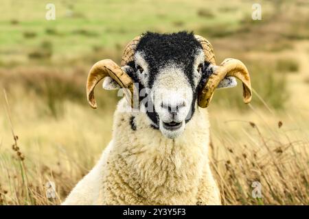 Swaledale Widder, nach vorne gerichtet mit zwei lockigen Hörnern, frei im Moorland von Auerhühnern. Kopf und Schultern im Nahbereich. Swaledale-Schafe sind eine einheimische Rasse Stockfoto