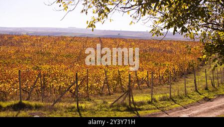 Großes gelbes Traubenfeld im Herbst. Aserbaidschan. Stockfoto