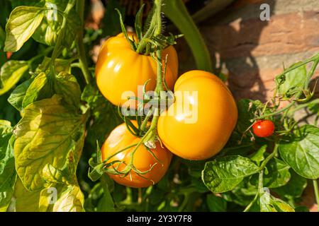 Tomaten/Paradeiser. Mehrfarbige Tomaten. Ernte farbenfroher Tomaten. Kirschtomaten, rote, gelbe und große Orangentomaten. Hand Hält Artisan Blush Tiger. Stockfoto