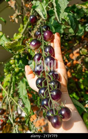 Tomaten/Paradeiser. Mehrfarbige Tomaten. Ernte farbenfroher Tomaten. Kirschtomaten, rote, gelbe und große Orangentomaten. Hand Hält Artisan Blush Tiger. Stockfoto