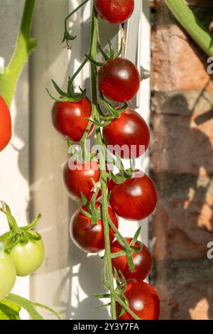 Tomaten/Paradeiser. Mehrfarbige Tomaten. Ernte farbenfroher Tomaten. Kirschtomaten, rote, gelbe und große Orangentomaten. Hand Hält Artisan Blush Tiger. Stockfoto