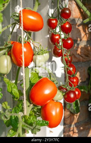 Tomaten/Paradeiser. Mehrfarbige Tomaten. Ernte farbenfroher Tomaten. Kirschtomaten, rote, gelbe und große Orangentomaten. Hand Hält Artisan Blush Tiger. Stockfoto