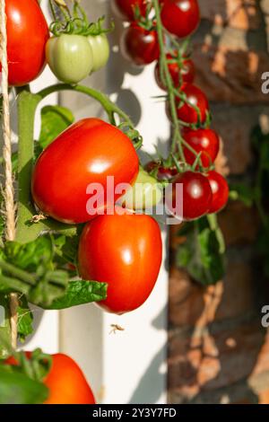 Tomaten/Paradeiser. Mehrfarbige Tomaten. Ernte farbenfroher Tomaten. Kirschtomaten, rote, gelbe und große Orangentomaten. Hand Hält Artisan Blush Tiger. Stockfoto